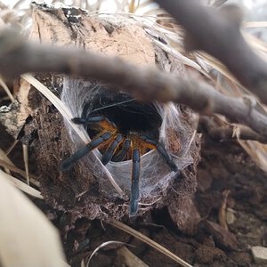 0.1 Harpactira pulchripes