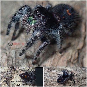 0.0.1 Phidippus audax - 1/2" DLS (Orion)