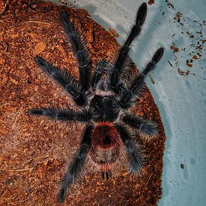 Grammostola iheringi young female