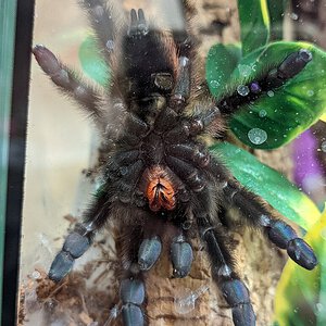 Caribena versicolor sexing please