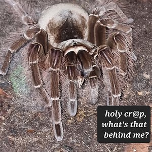 Theraphosa blondi (AF)