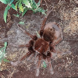 Theraphosa apophysis