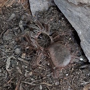 Theraphosa Stirmi L2 ♀️