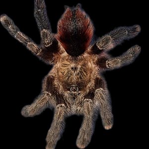 Avicularia merianae (F)