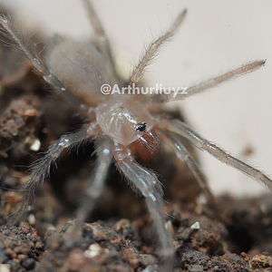 0.0.1 Theraphosinae sp. "Blue"