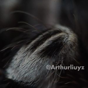 0.1 Acanthoscurria geniculata