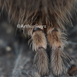 0.1 Harpactira pulchripes