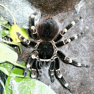 0.1 Acanthoscurria Geniculata ♀️ adult(9 years)