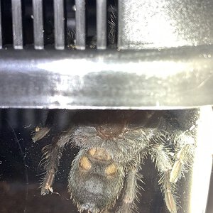 Grammostola Pulchra Sexing?