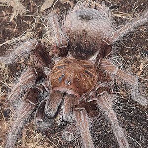 Theraphosa apophysis (AF)