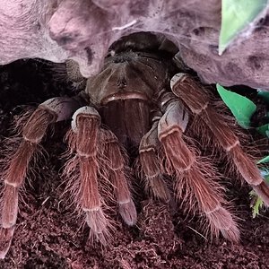 Theraphosa blondi