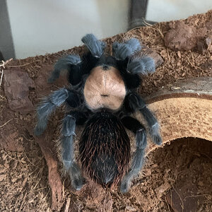 Brachypelma albiceps