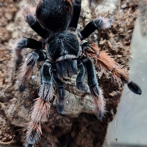 Brachypelma klaasi