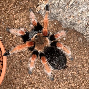 Brachypelma boehmei 0.1