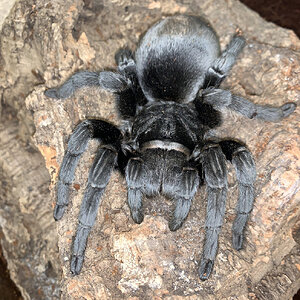 Huge grammastola pulchra 10-12 cm Female