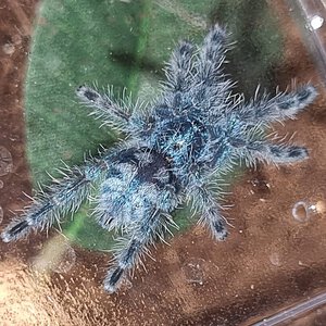 C.versicolor sling