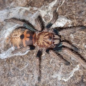 Chromatopelma cyaneopubescens small 0,1