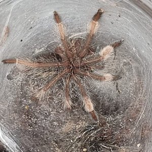 Psalmopoeus cambridgei sling