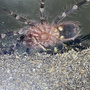 Acanthoscurria geniculata