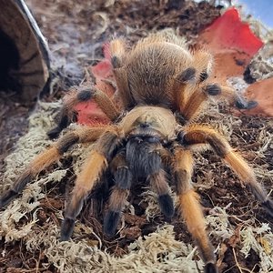 Aphonopelma moderatum