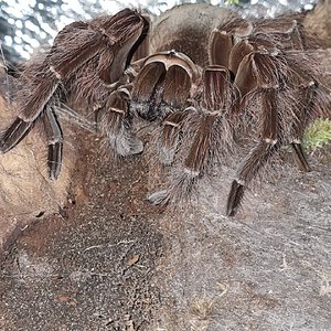 Theraphosa blondi