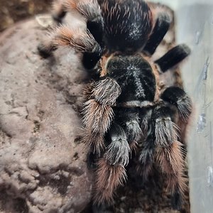 Brachypelma klaasi