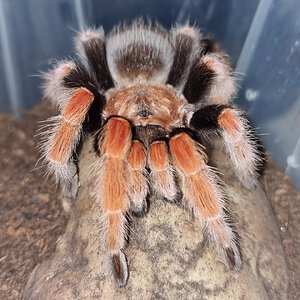 Brachypelma boehmei