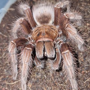 Theraphosa apophysis