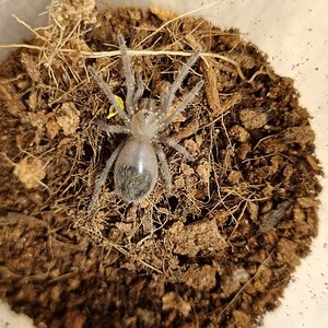 Lasiodora parahybana sling