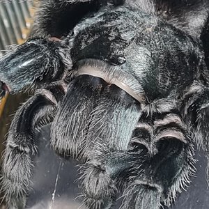 Grammostola pulchra