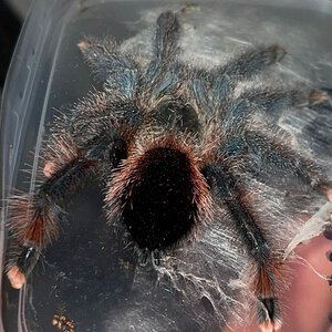 Avicularia braunsheseni