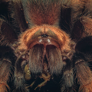 Brachypelma emilia portrait