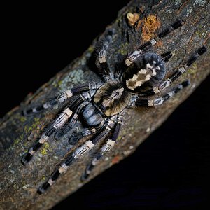 Poecilotheria miranda