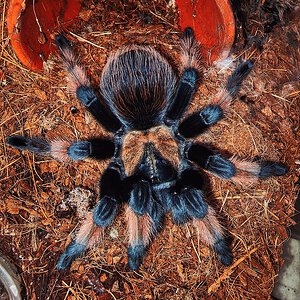 B emilia female freshly molted