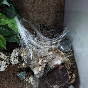 Grammostola pulchripes 0,1 molting