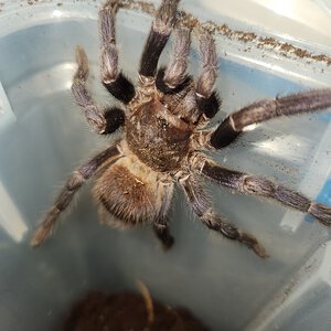 Female probable dwarf