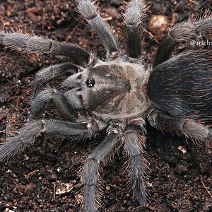 Aphonopelma sp. "Chapala".