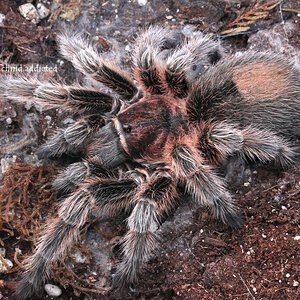 Grammostola sp. "Chile"