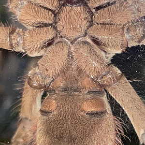 T. stirmi sex ID