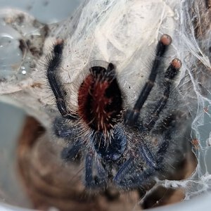 Avicularia geroldi