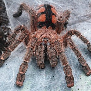 Avicularia minatrix.