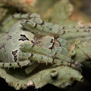 Humpbacked orbweaver