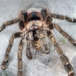 Avicularia merinae (F)