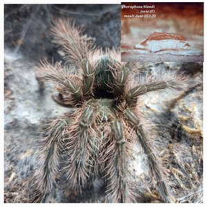 Theraphosa blondi