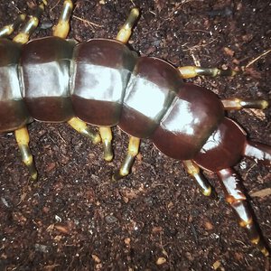 Scolopendra viridicornis ''tiger leg''