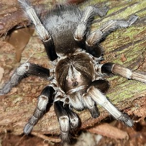 Pamphobeteus ultramarinus (F)