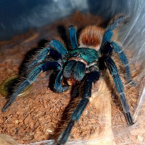 Chromatopelma Cyaneopubescens Mature Female