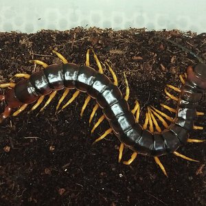 Scolopendra v.viridicornis ''yellow legs''