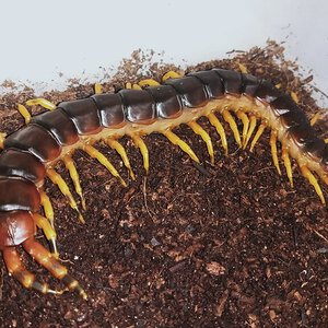 Scolopendra v.viridicornis ''yellow legs''