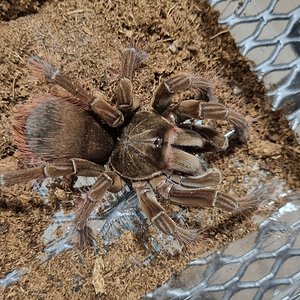 Theraphosa stirmi juvenile female